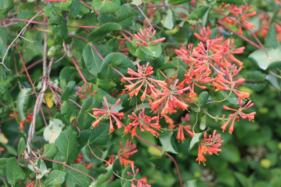Lonicera brownii 'Dropmore Scarlet'