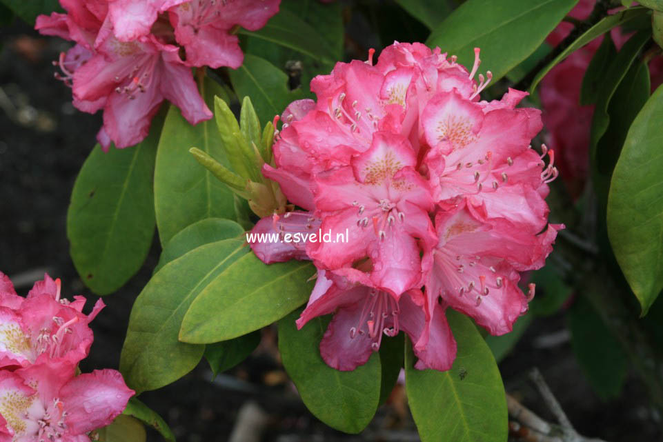 Rhododendron 'Juniperle'