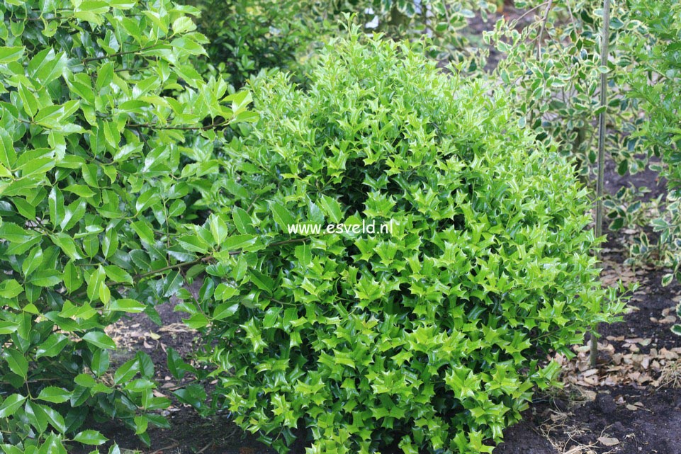 Ilex cornuta