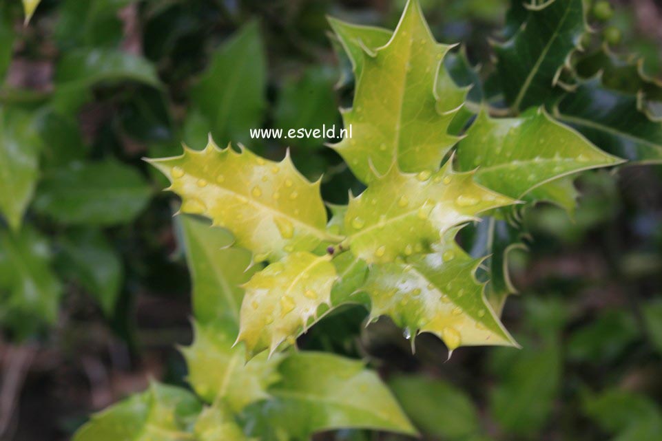 Ilex aquifolium 'Flavescens'