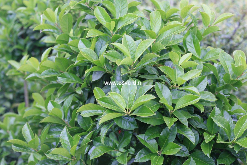 Ilex 'Clusterberry'