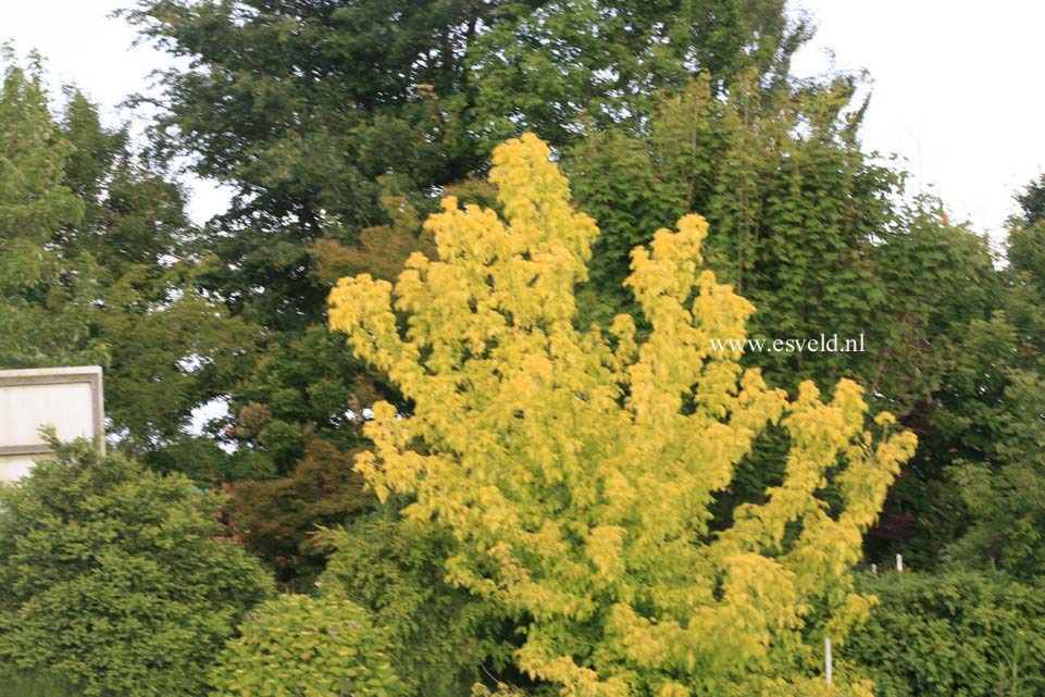 Acer negundo 'Auratum'
