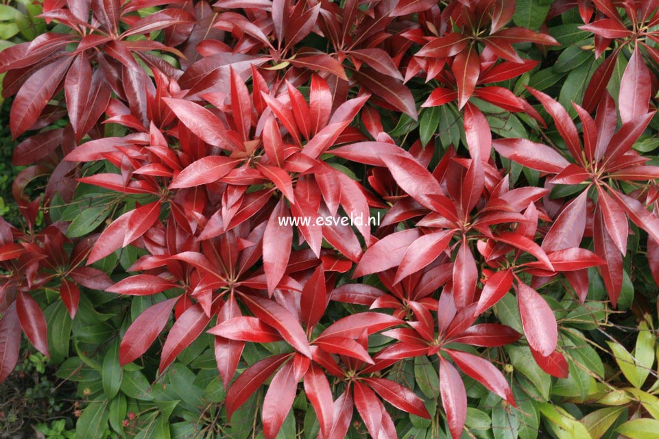 Pieris japonica 'Katsura'