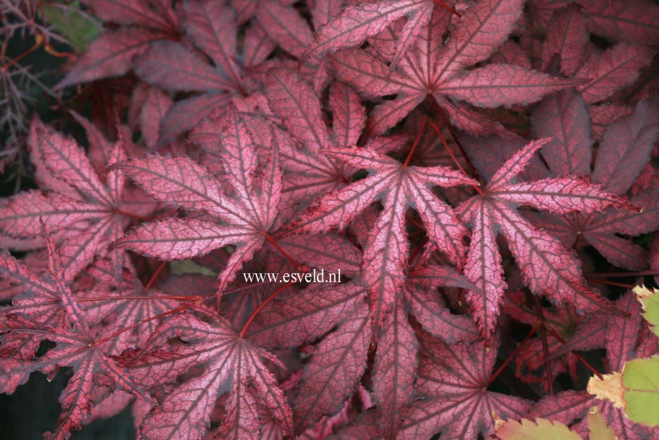 Acer palmatum 'Amagi shigure'