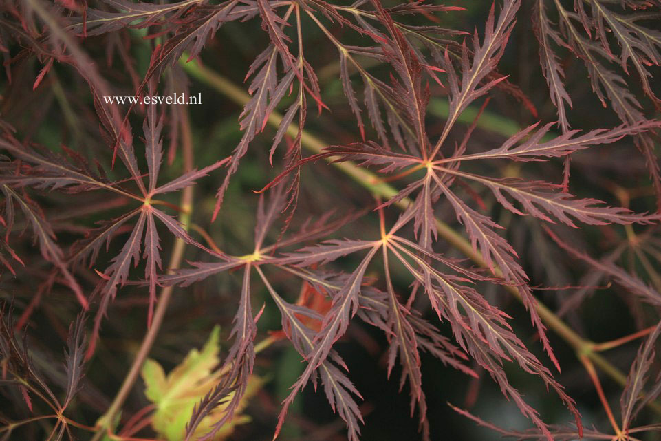 Acer palmatum 'Dragon's Fire'