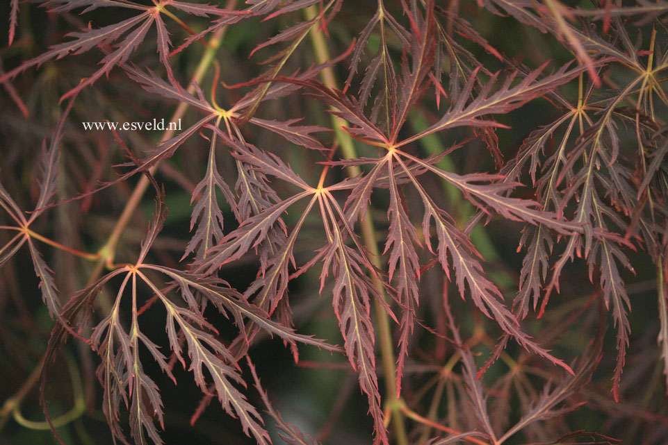 Acer palmatum 'Dragon's Fire'