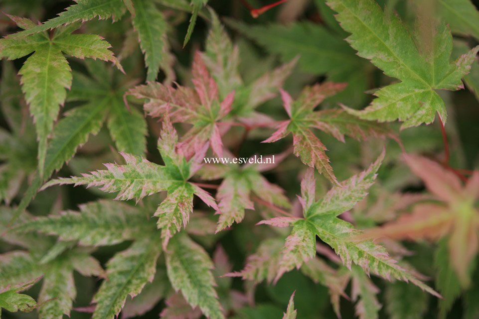 Acer palmatum 'Johnnie's Pink'