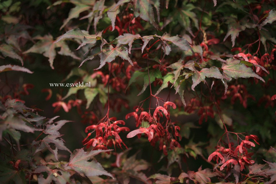 Acer palmatum 'Kawahara Rose'