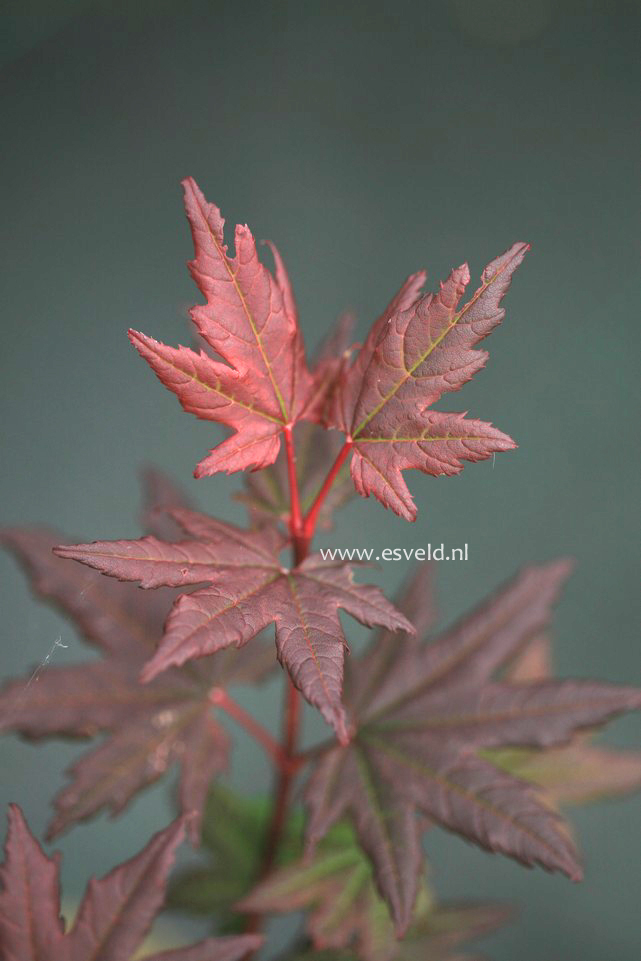 Acer circinatum 'Burgundy Jewel'