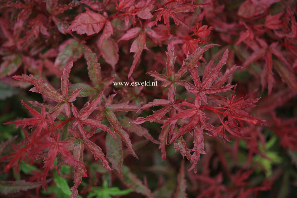 Acer palmatum 'Beni fushigi'