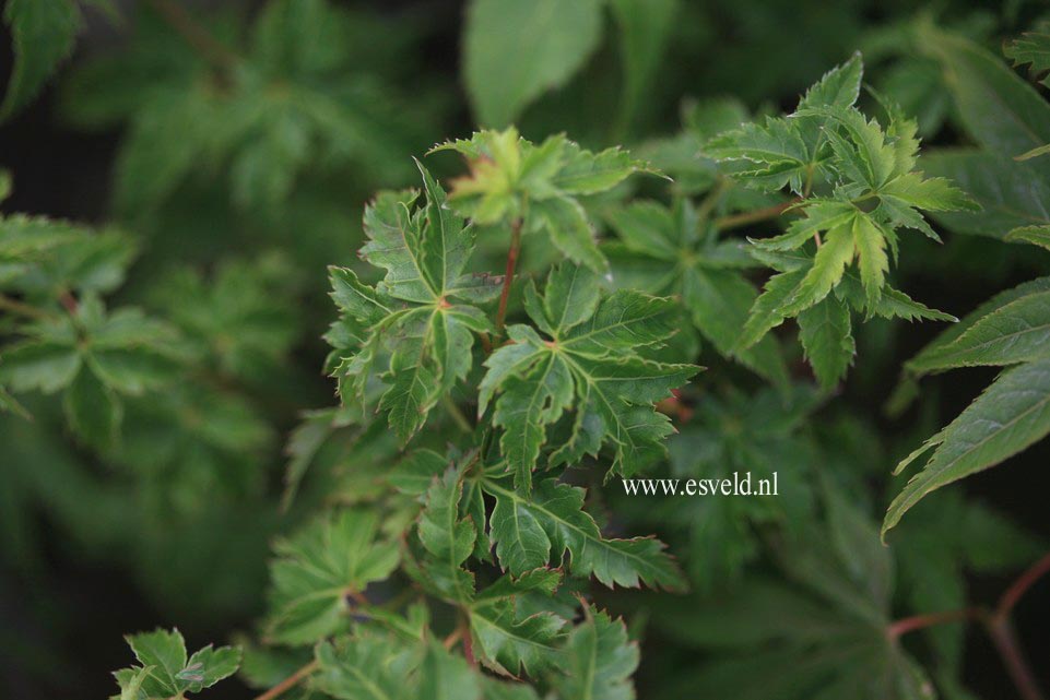 Acer palmatum 'Krazy Krinkle'