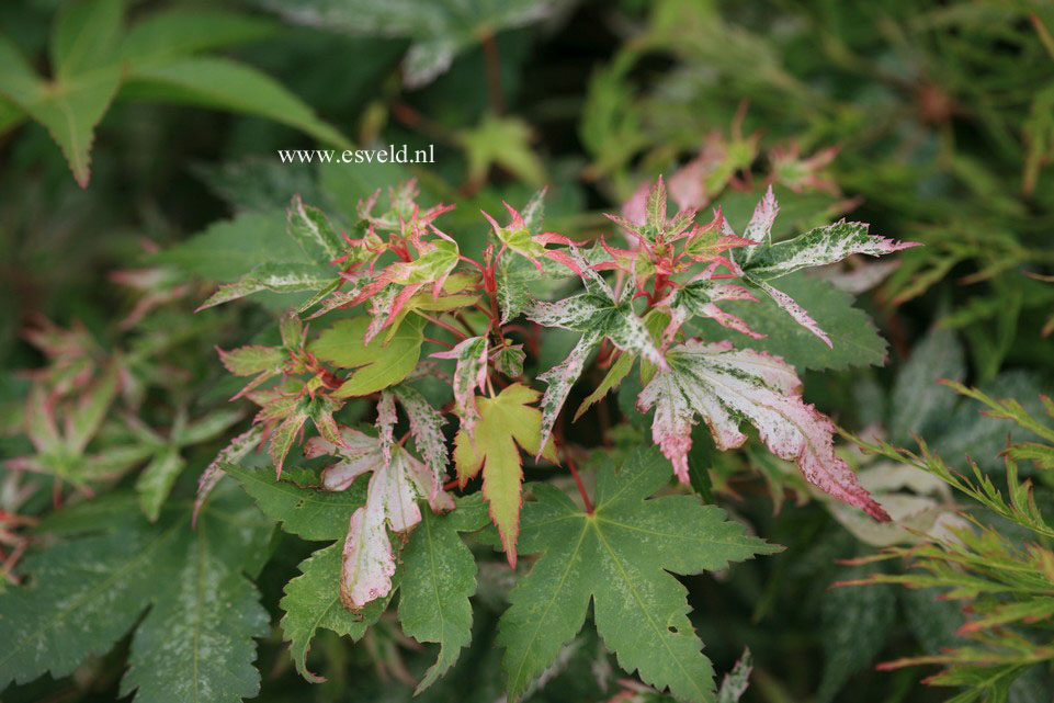 Acer palmatum 'Peve Multicolor'