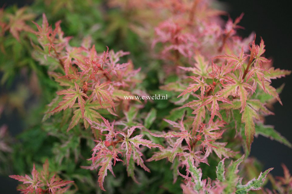 Acer palmatum 'Goshiki kotohime'