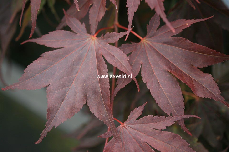 Acer palmatum 'Taimin nishiki'