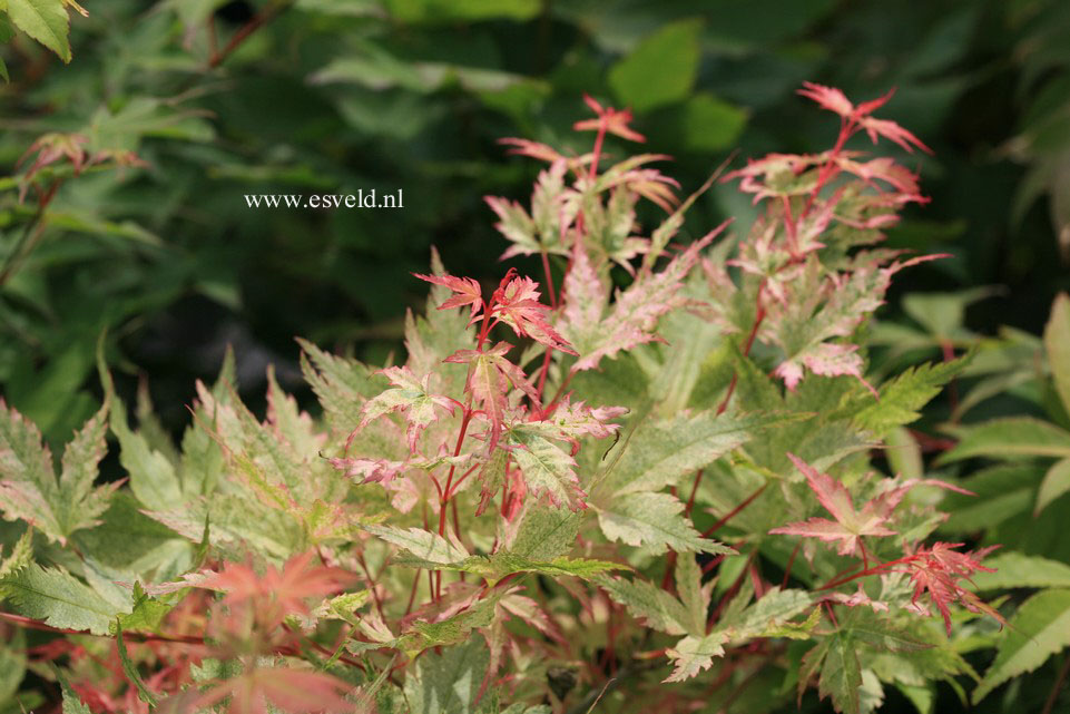 Acer palmatum 'Coral Pink'