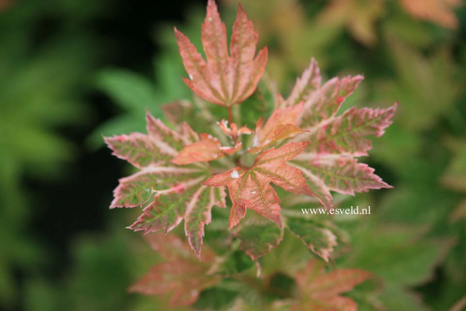 Acer circinatum 'Sunglow'