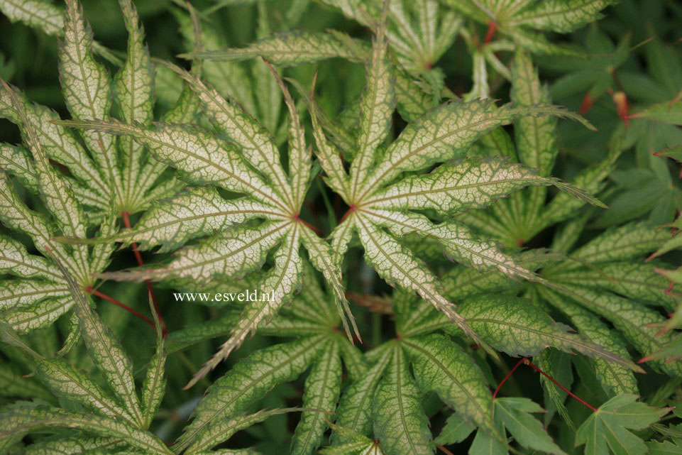 Acer palmatum 'Tiger Rose'