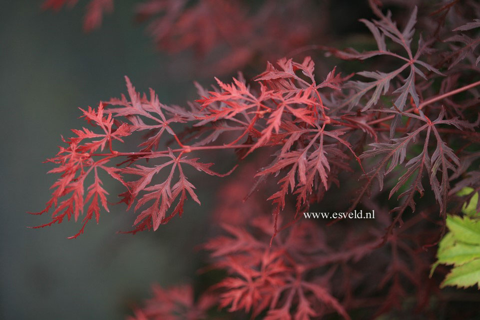 Acer palmatum 'Barrie Bergman'