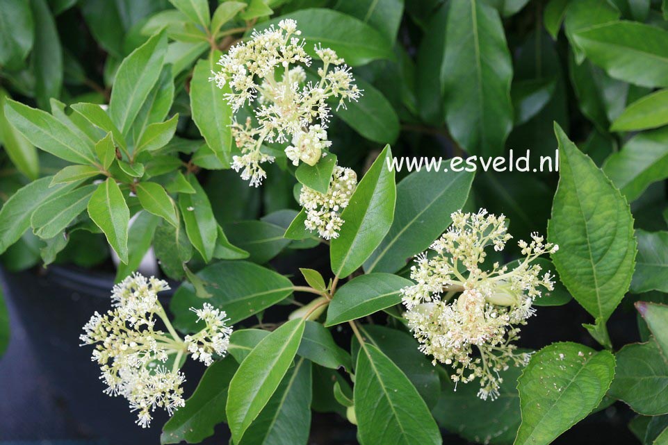 Hydrangea seemannii x serratifolia evergreen climbing hydrang with 