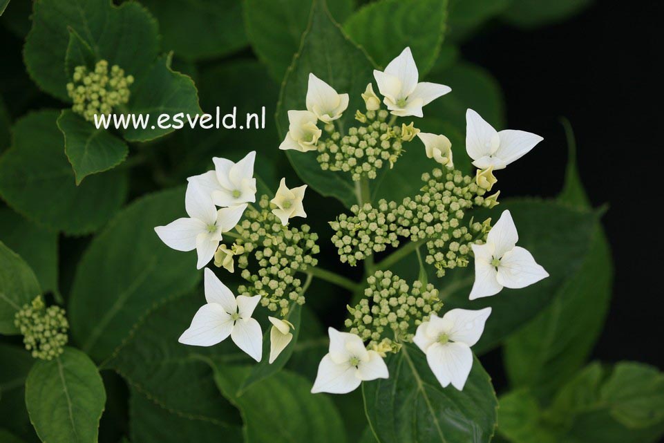 Hydrangea macrophylla 'Veitchii'