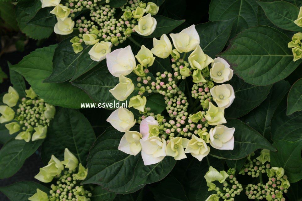 Hydrangea macrophylla 'Libelle'