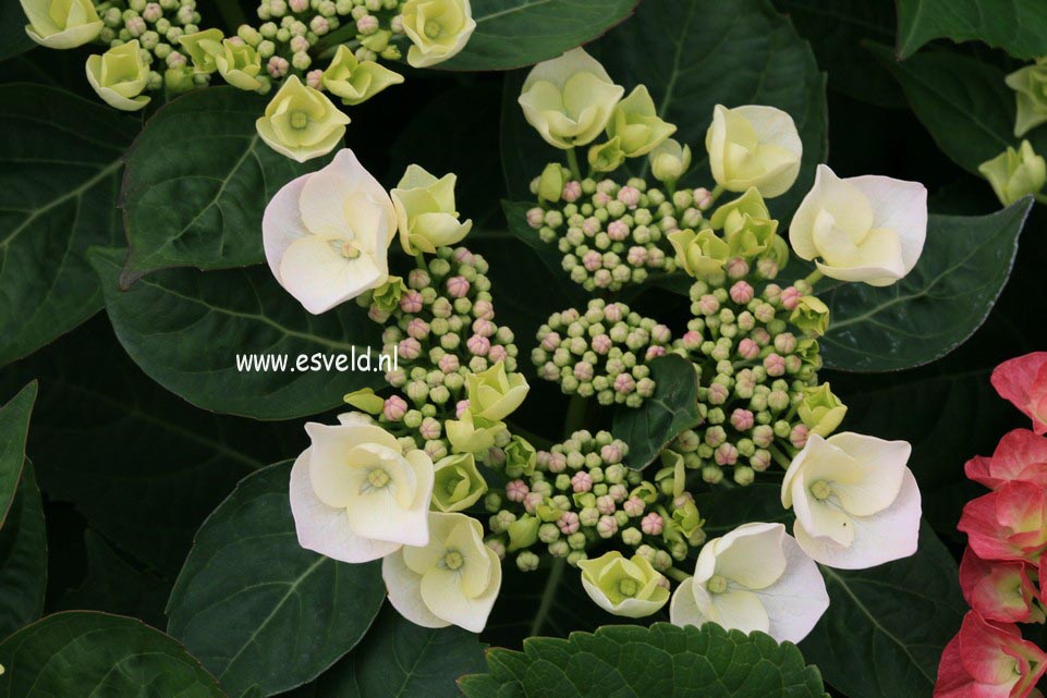 Hydrangea macrophylla 'Libelle'