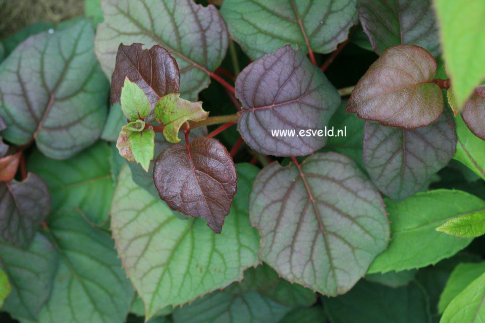 Schizophragma hydrangeoides 'Moonlight'