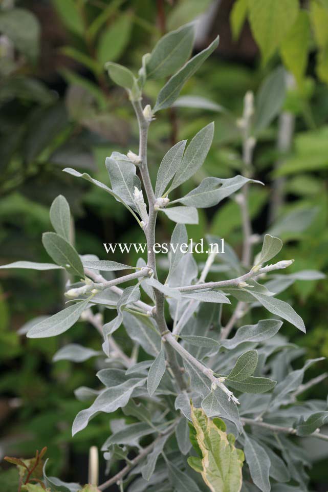 Pyrus elaeagnifolia 'Ellen' (23151)