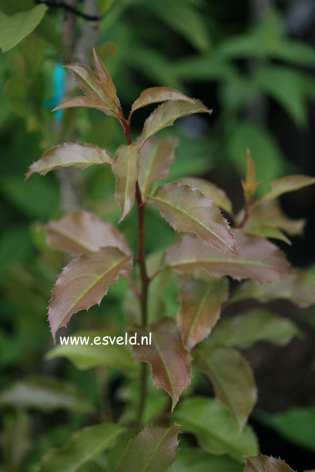 Itea yunnanensis