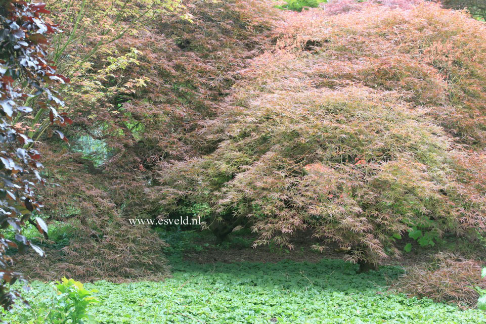 Acer palmatum 'Ornatum'