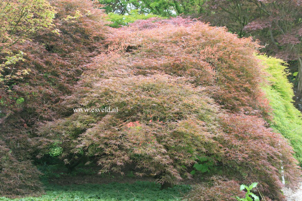 Acer palmatum 'Ornatum'