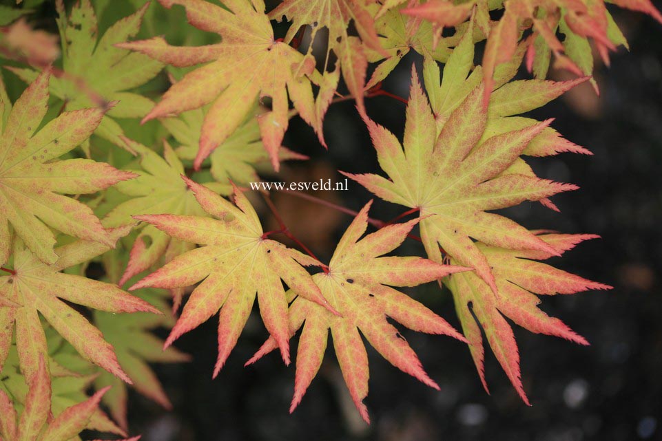 Acer shirasawanum 'Autumn Moon'