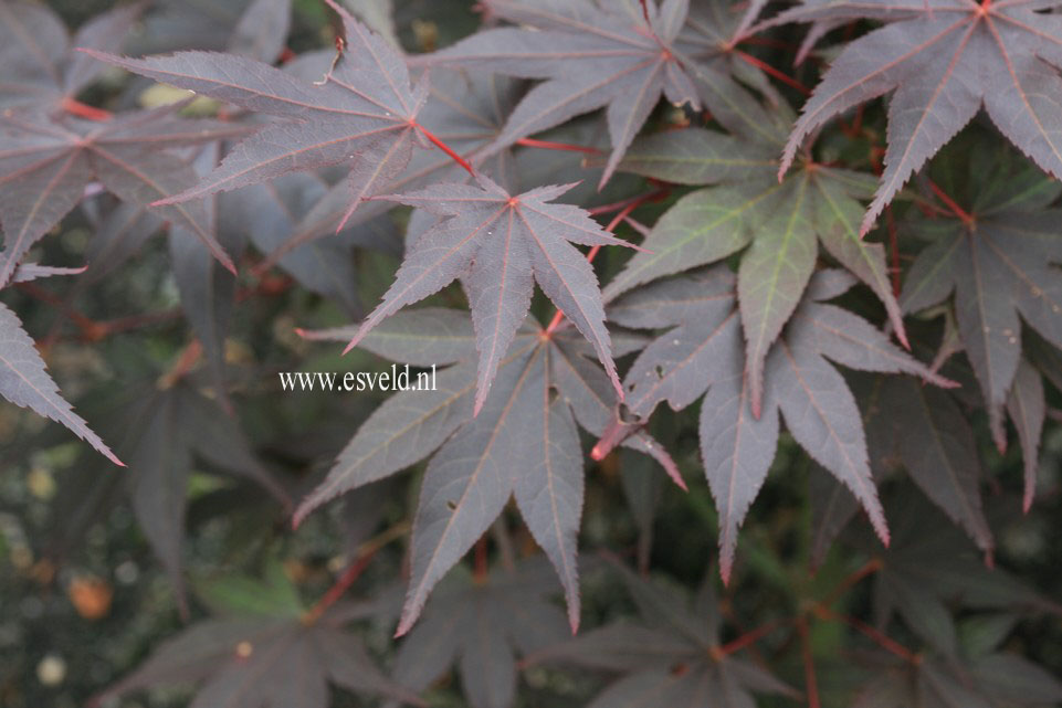 Acer palmatum 'The Bishop'