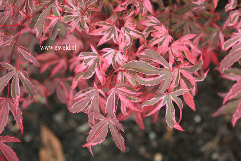 Acer palmatum 'Shirazz'