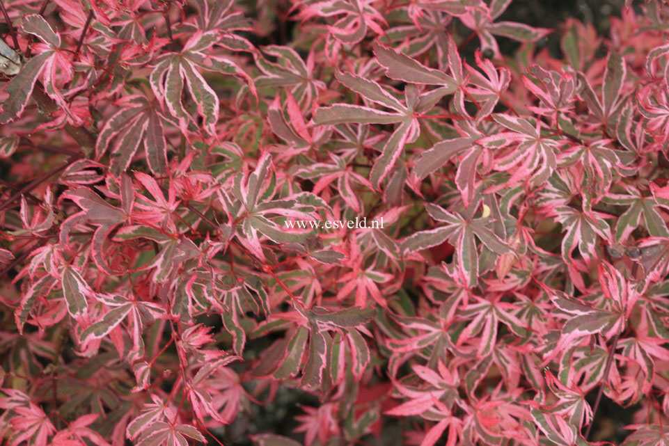 Acer palmatum 'Shirazz'