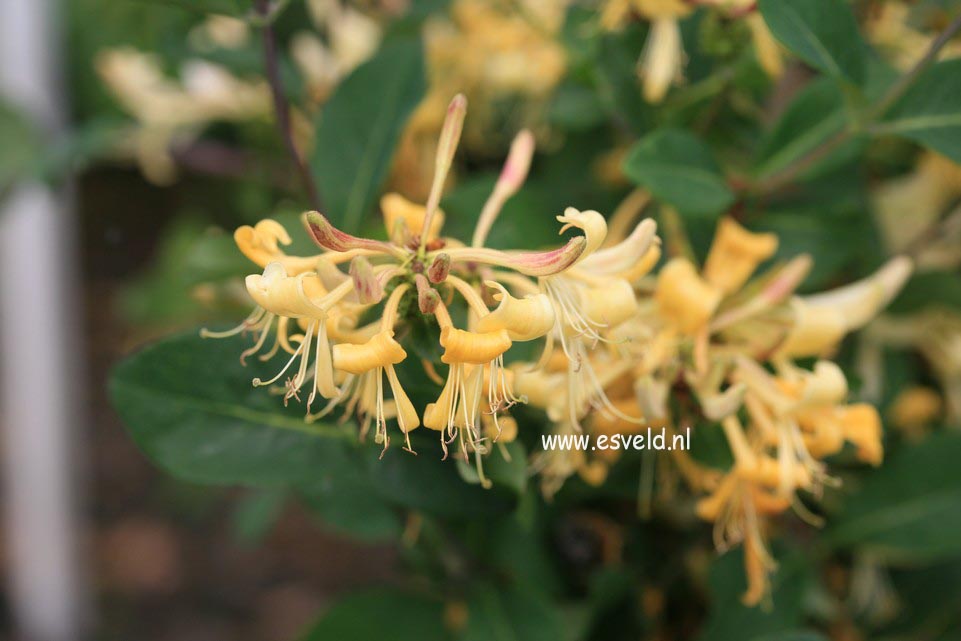 Lonicera periclymenum 'Graham Thomas'