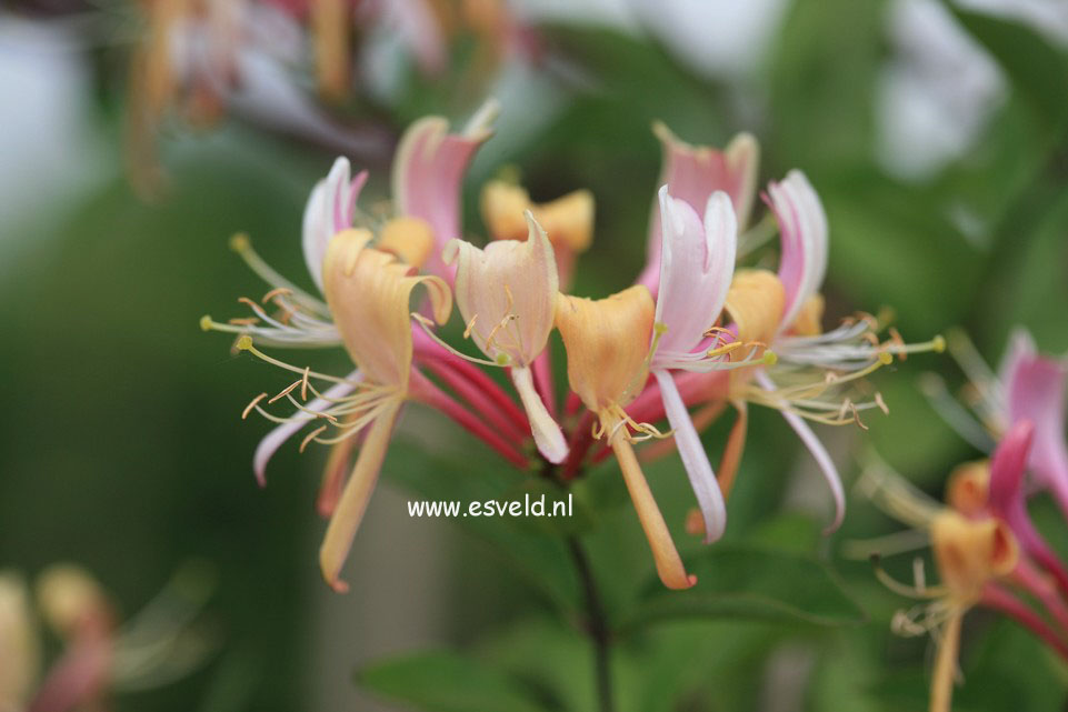 Lonicera heckrottii 'Goldflame'