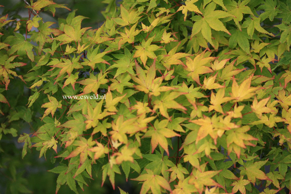 Acer palmatum 'Aureum'