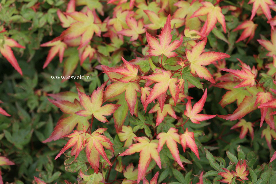 Acer palmatum 'Chishio hime'