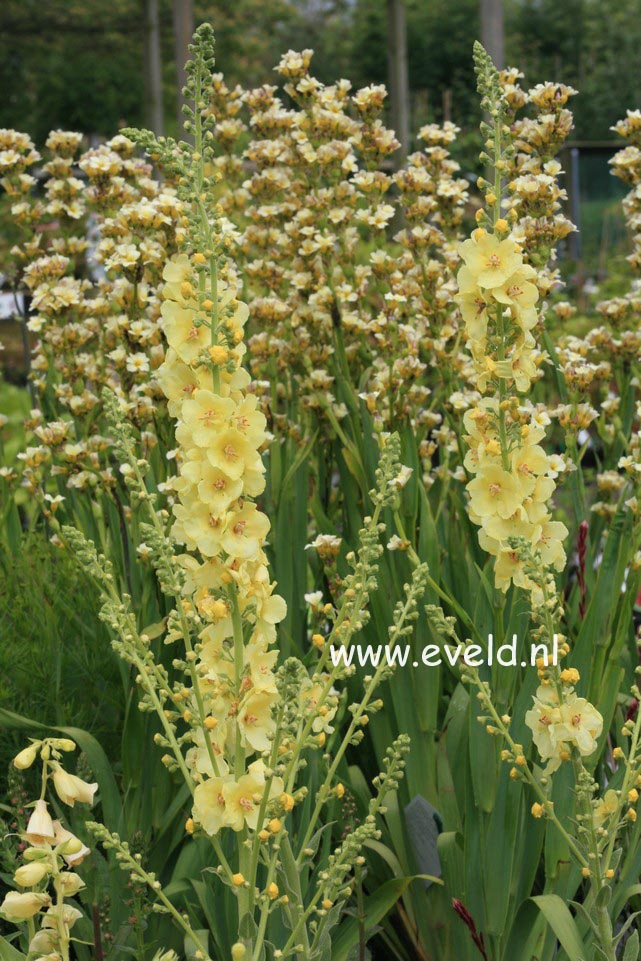 Verbascum 'Gainsborough'