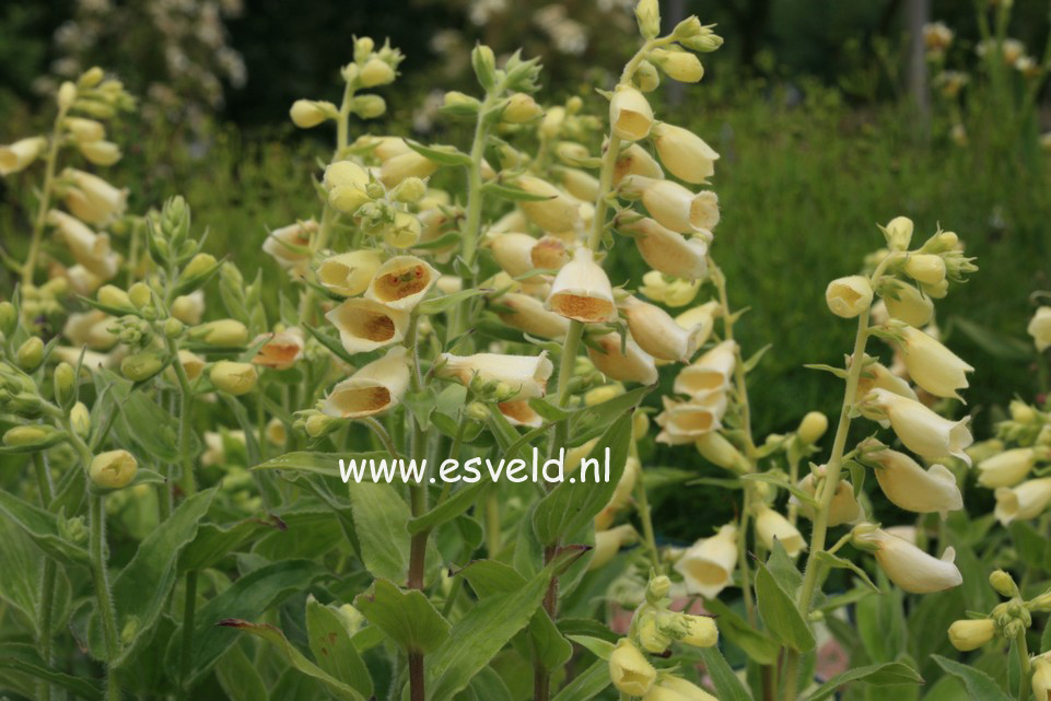 Digitalis grandiflora 'Carillon'