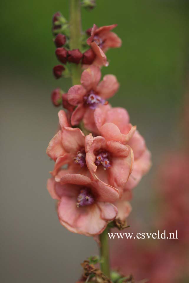 Verbascum 'Royal Highland'