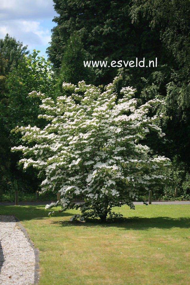 Cornus kousa