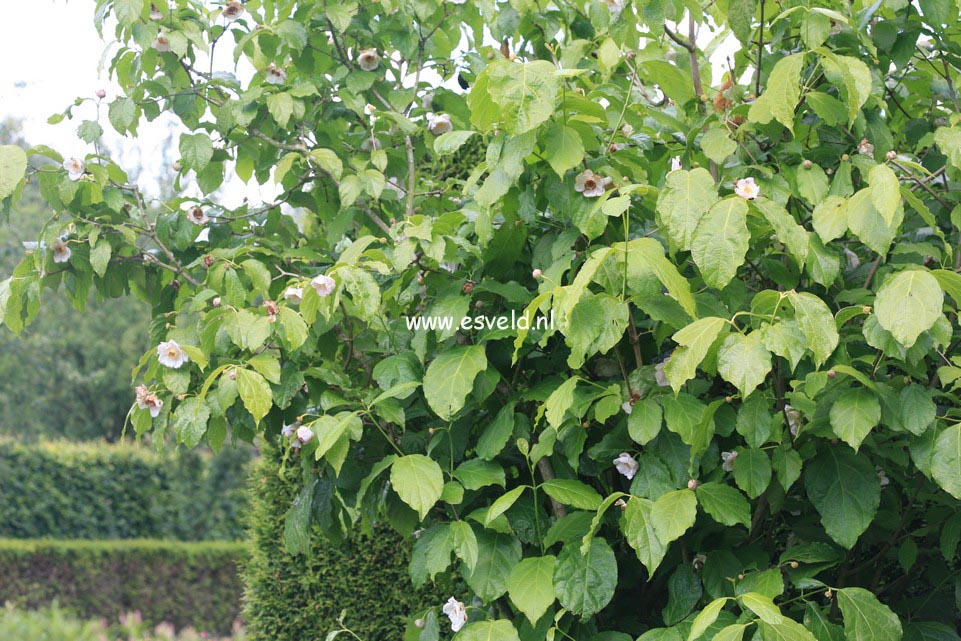 Calycanthus chinensis