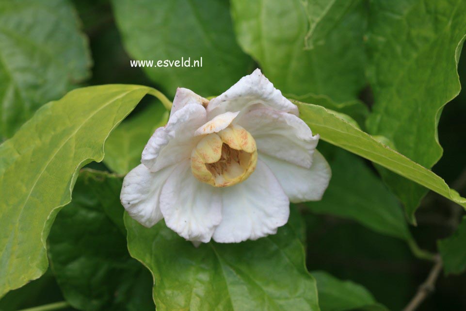 Calycanthus chinensis