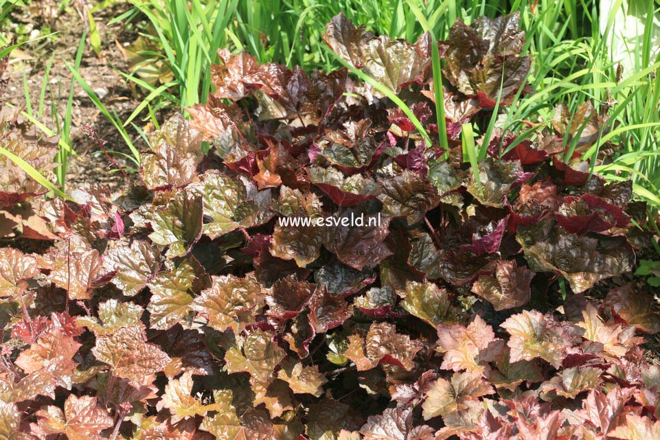 Heuchera micrantha 'Palace Purple'