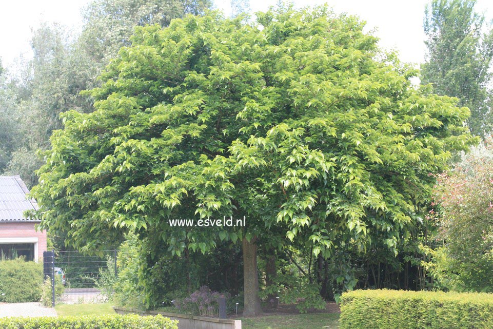 Morus alba 'Macrophylla'