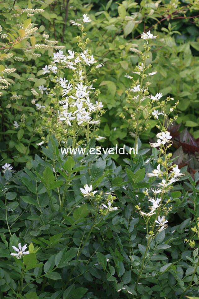 Dictamnus albus 'Albiflorus'