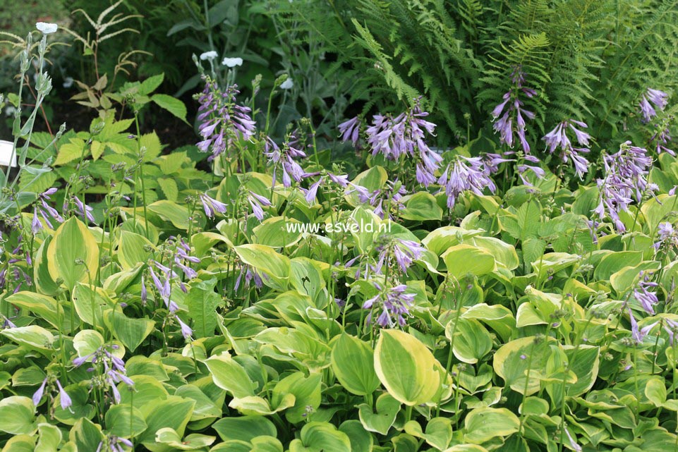 Hosta 'Golden Tiara'