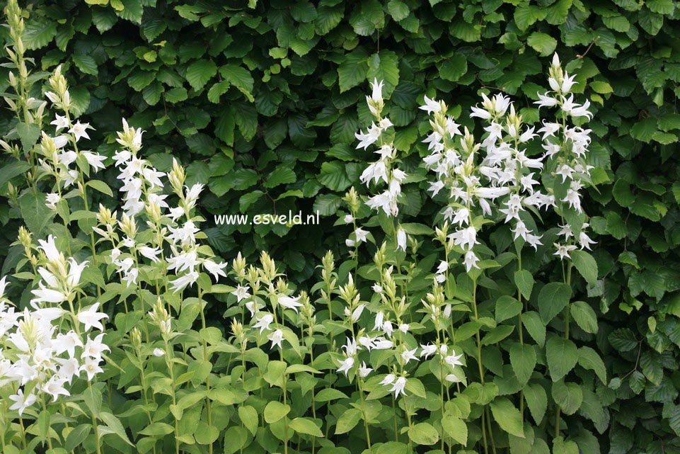 Campanula lactiflora 'Alba'